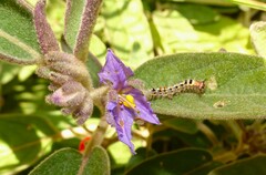 Solanum nemophilum
