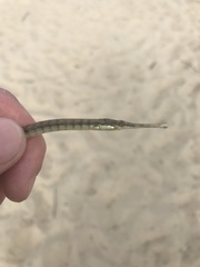 Syngnathus louisianae