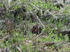 Rostratula benghalensis