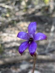 Elythranthera brunonis