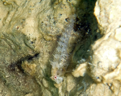 Parablennius incognitus