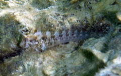 Parablennius incognitus