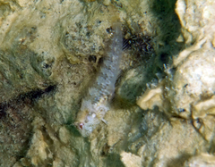 Parablennius incognitus