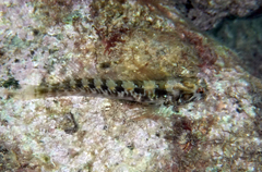 Parablennius incognitus