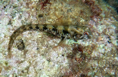 Parablennius incognitus