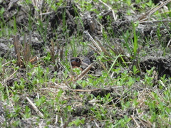 Rostratula benghalensis