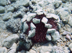 Sphaerechinus granularis