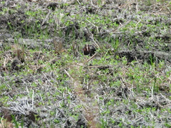 Rostratula benghalensis