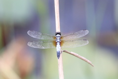 Brachydiplax chalybea