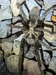 Aphonopelma eutylenum