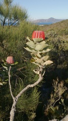 Banksia coccinea