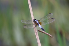 Brachydiplax chalybea