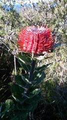 Banksia coccinea