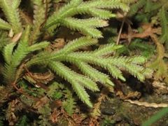 Selaginella repanda