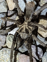Aphonopelma eutylenum