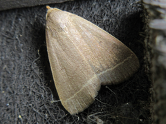 Simplicia rectalis