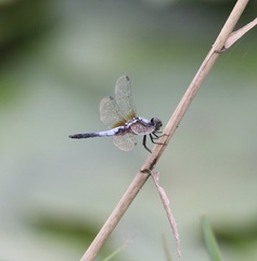 Brachydiplax chalybea