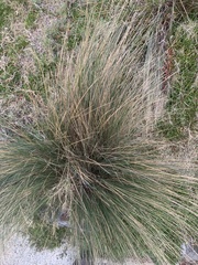 Austrostipa stipoides