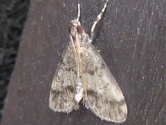 Dolicharthria bruguieralis