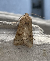 Agrochola lunosa