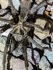 Aphonopelma eutylenum