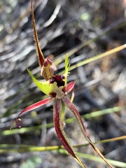 Caladenia