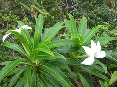 Sclerotheca raiateensis