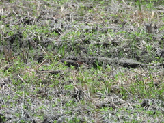 Rostratula benghalensis