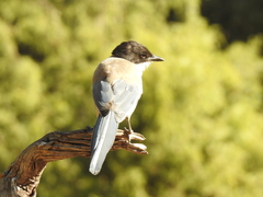 Cyanopica cooki