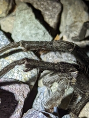 Aphonopelma eutylenum