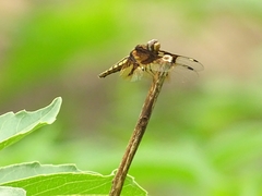 Palpopleura