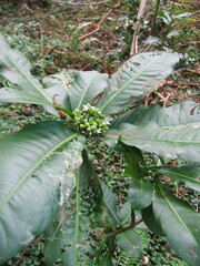 Psychotria