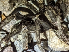 Aphonopelma eutylenum