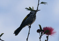 Phylidonyris niger