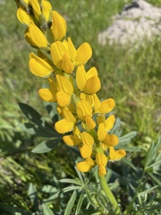 Lupinus luteus