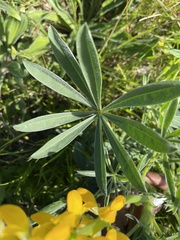 Lupinus luteus