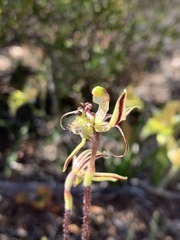 Caladenia barbarossa