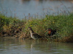 Rostratula benghalensis
