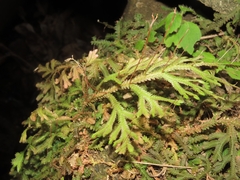 Selaginella repanda