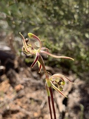 Caladenia barbarossa