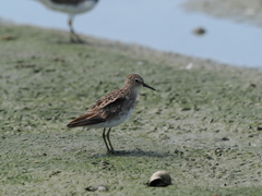 Calidris subminuta