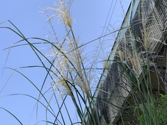 Saccharum spontaneum