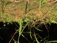 Selaginella repanda