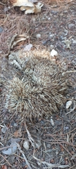 Erinaceus concolor