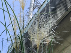 Saccharum spontaneum