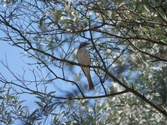 Plectorhyncha lanceolata