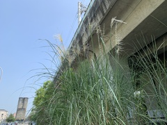 Saccharum spontaneum