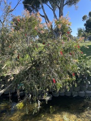 Melaleuca viminalis viminalis