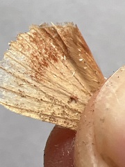 Amphipyra pyramidea