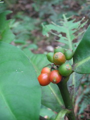Psychotria
